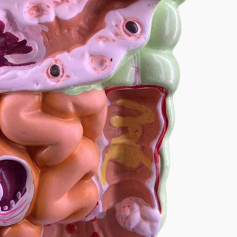 Model probavni sustav čovjeka Anatomija želuca Debeli crijevo Slijepo crijevo Izravna crijevo Двенадцатиперстная crijevo Model strukture unutarnjih organa čovjeka