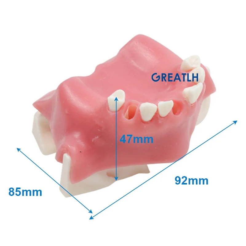 Pasta za гайморовая пазуха Zube Edukativne demonstracija model stomatologa Model zuba alata