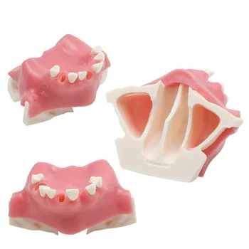 Pasta za гайморовая пазуха Zube Edukativne demonstracija model stomatologa Model zuba alata