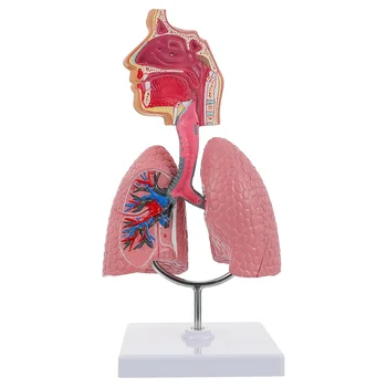 Sustav za učenje modela anatomije pluća, model prikaza čovjeka, školska pluća, Anatomske srce, edukativne igračke za nos
